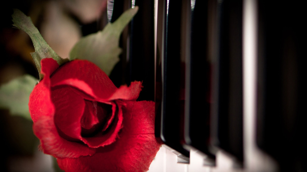 Обои фортепьяно, клавиатура, красный цвет, лепесток, растение в разрешении 1280x720