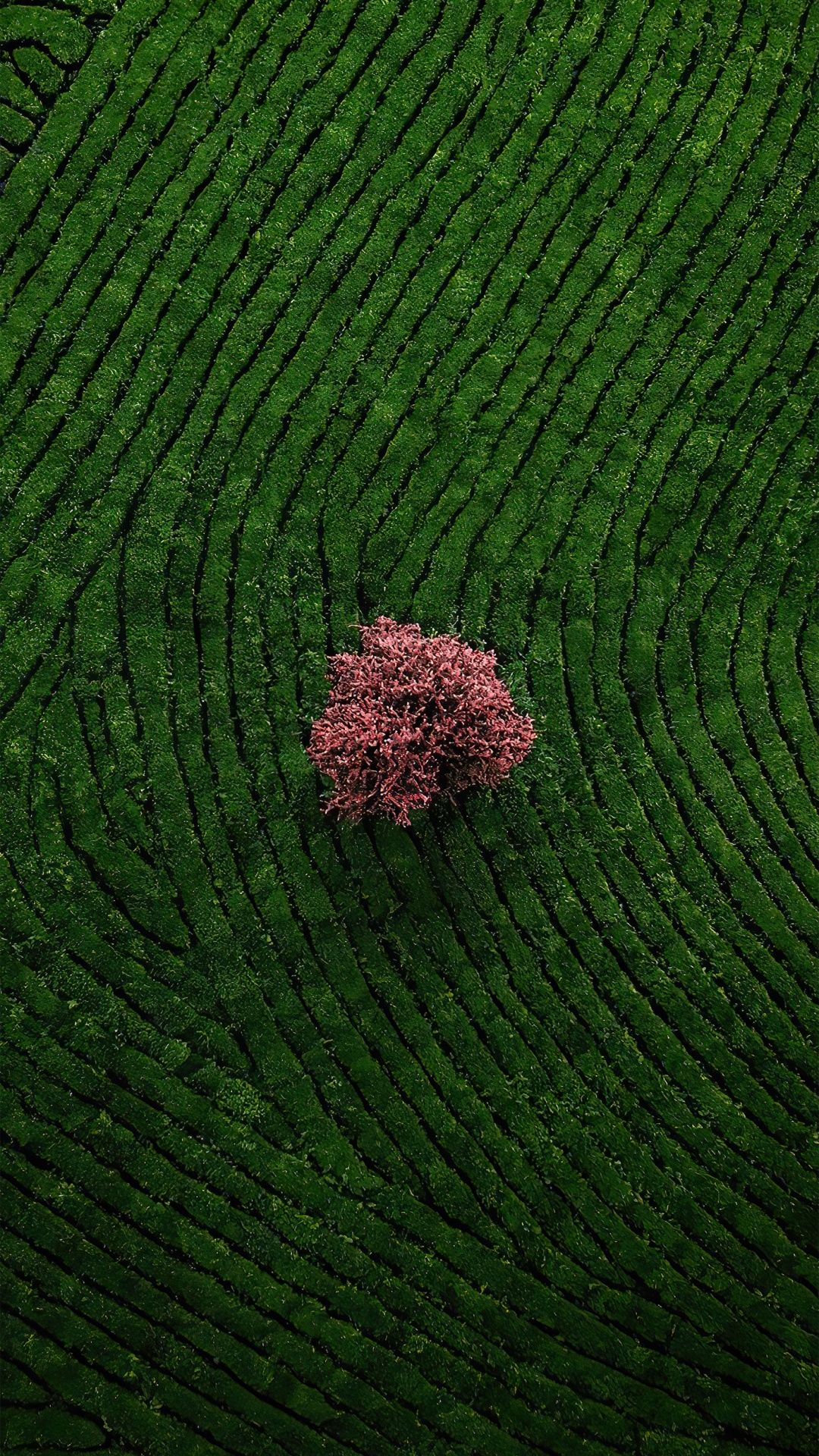 Обои почвопокровная, сельское хозяйство, пол, узор, пейзаж в разрешении 1080x1920