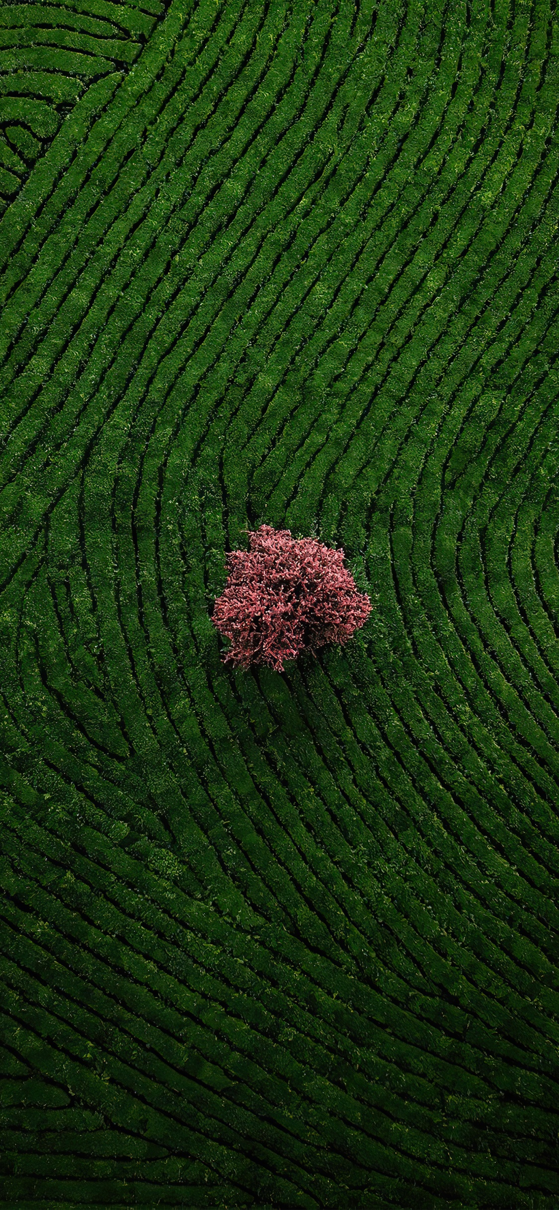 Обои почвопокровная, сельское хозяйство, пол, узор, пейзаж в разрешении 1125x2436