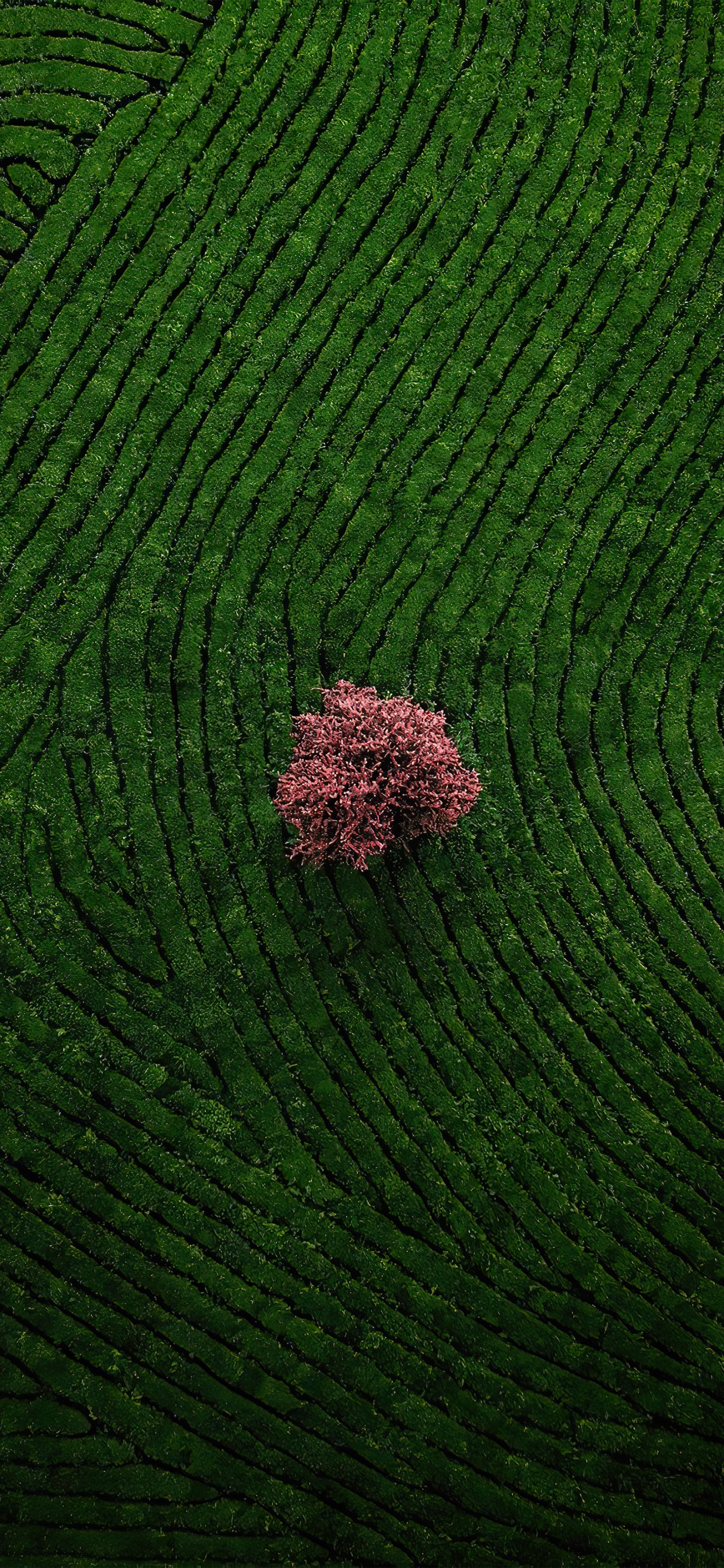 Обои почвопокровная, сельское хозяйство, пол, узор, пейзаж в разрешении 1242x2688