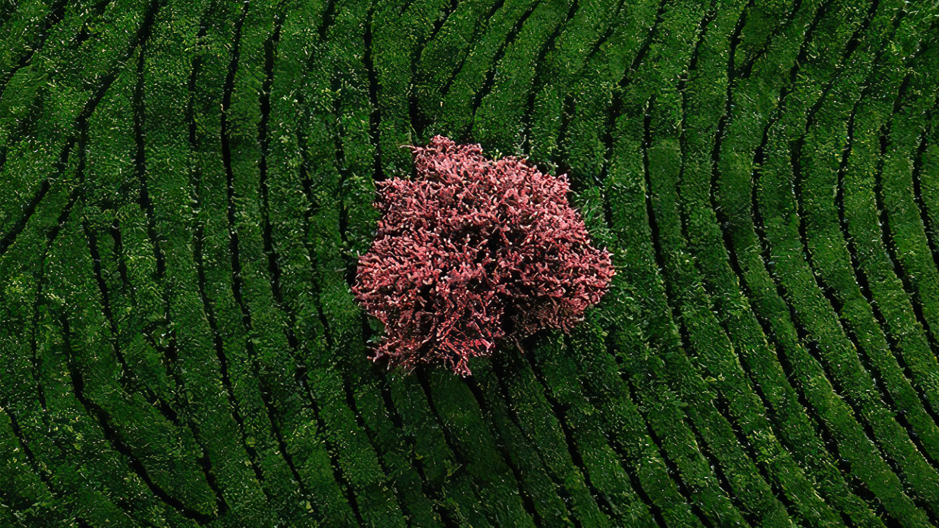 Обои почвопокровная, сельское хозяйство, пол, узор, пейзаж в разрешении 1366x768