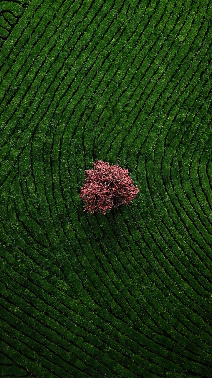 Обои почвопокровная, сельское хозяйство, пол, узор, пейзаж в разрешении 720x1280