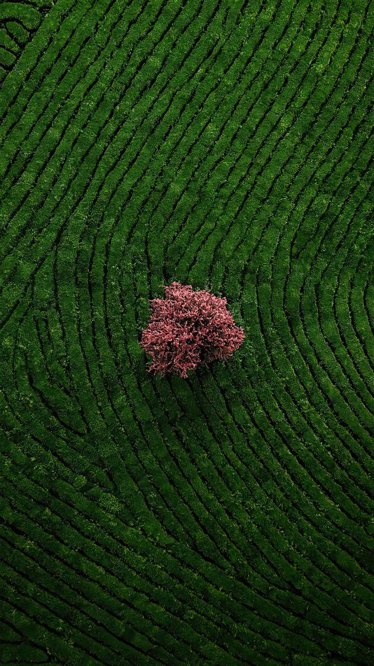 Обои почвопокровная, сельское хозяйство, пол, узор, пейзаж в разрешении 750x1334