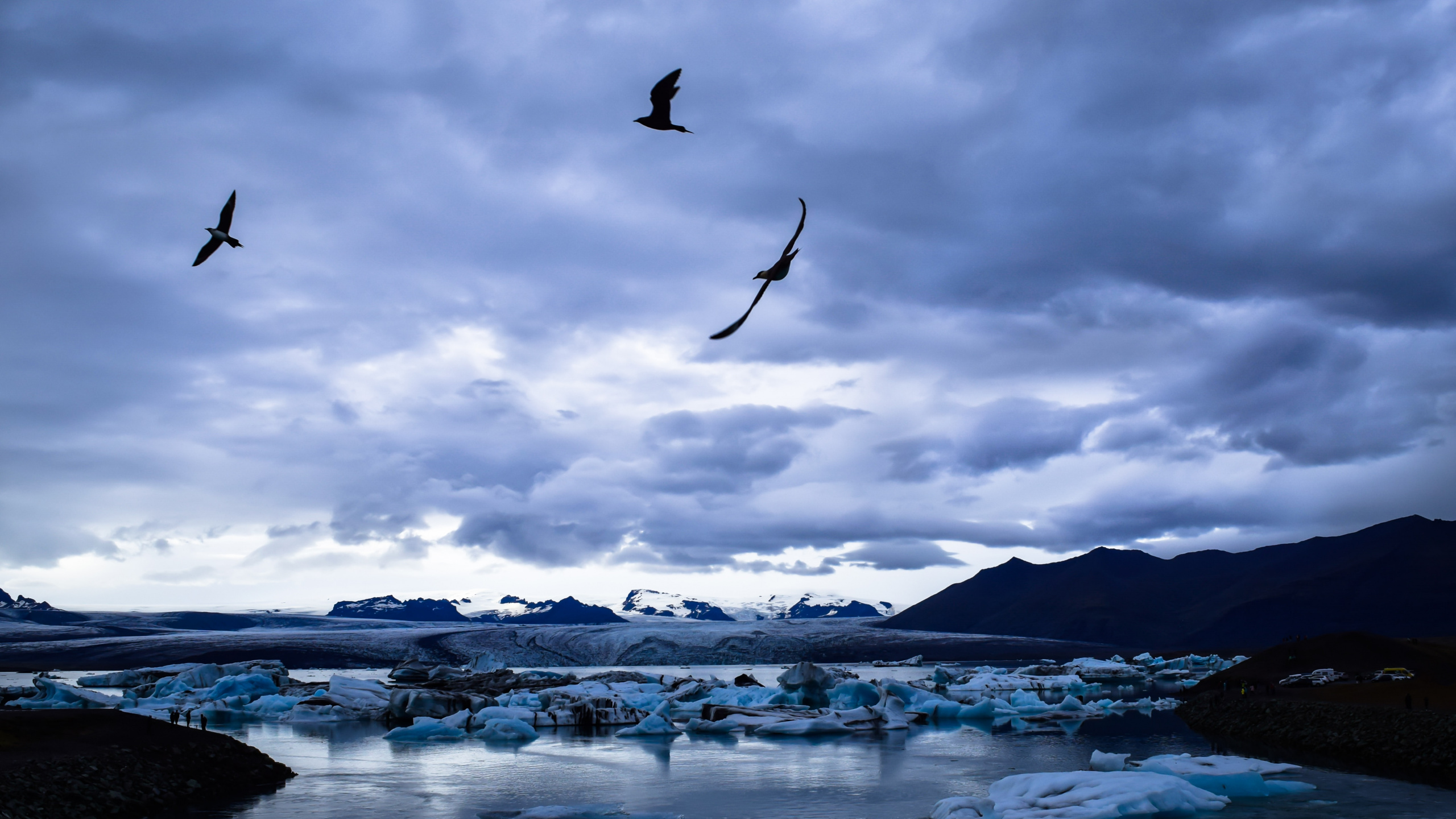 Обои синий, вода, море, океан, птица в разрешении 2560x1440