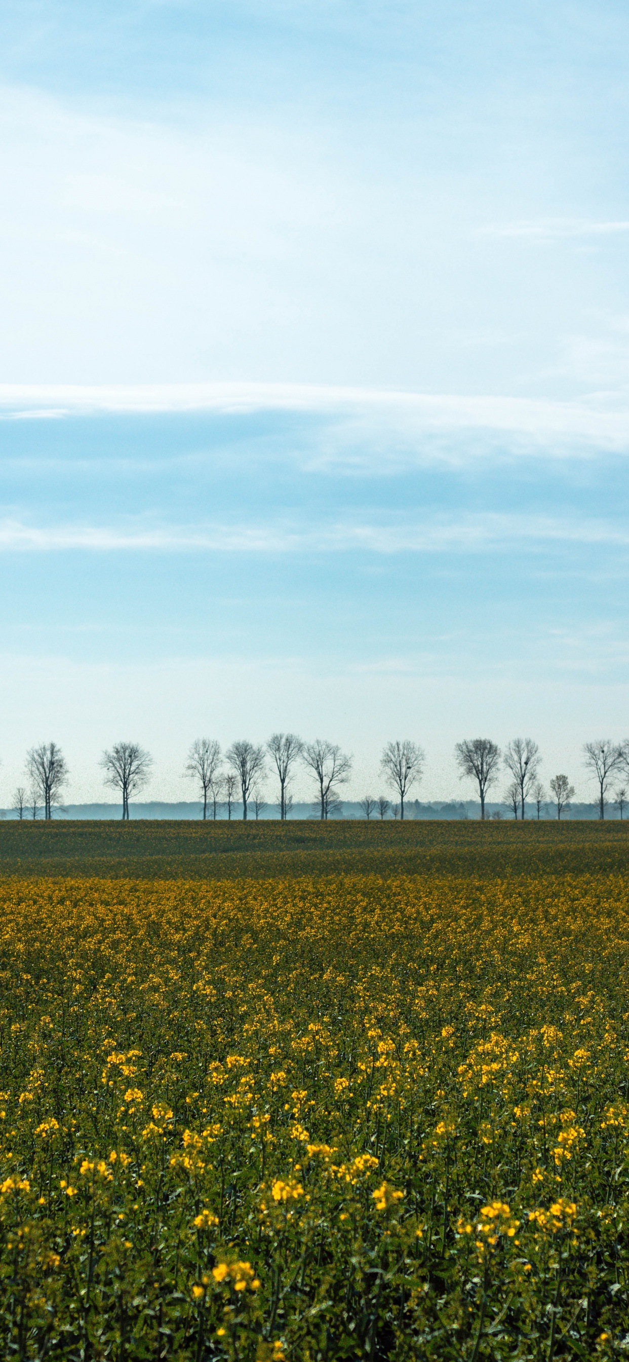 Обои поле, желтый, природный ландшафт, весна, окружающая среда в разрешении 1242x2688