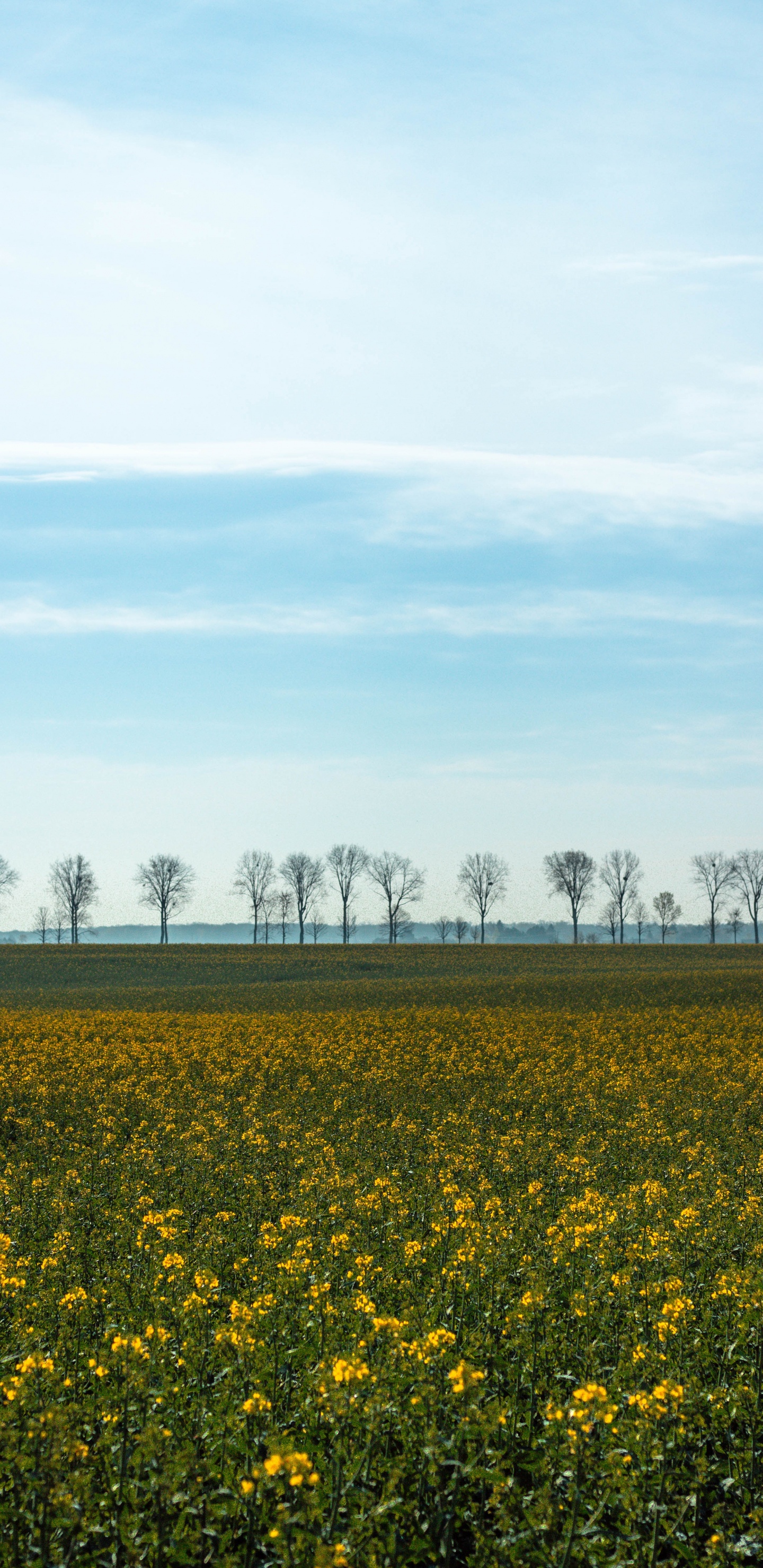 Обои поле, желтый, природный ландшафт, весна, окружающая среда в разрешении 1440x2960