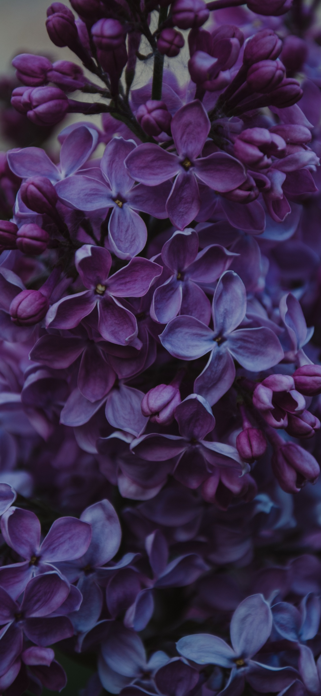 Обои цветок, пурпур, Фиолетовый, цветковое растение, сирень в разрешении 1125x2436
