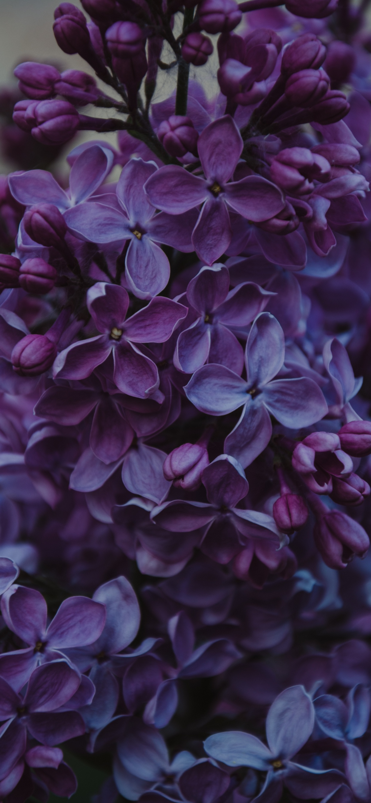Обои цветок, пурпур, Фиолетовый, цветковое растение, сирень в разрешении 1242x2688