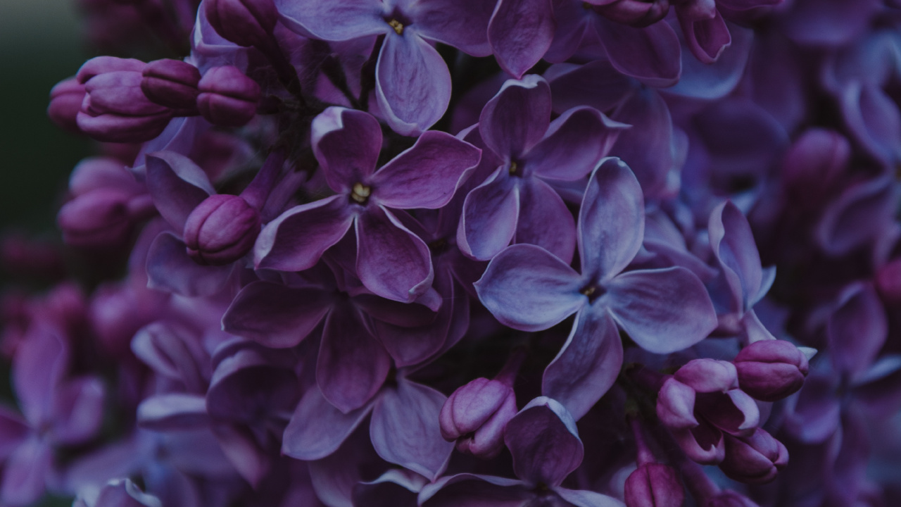 Обои цветок, пурпур, Фиолетовый, цветковое растение, сирень в разрешении 1280x720
