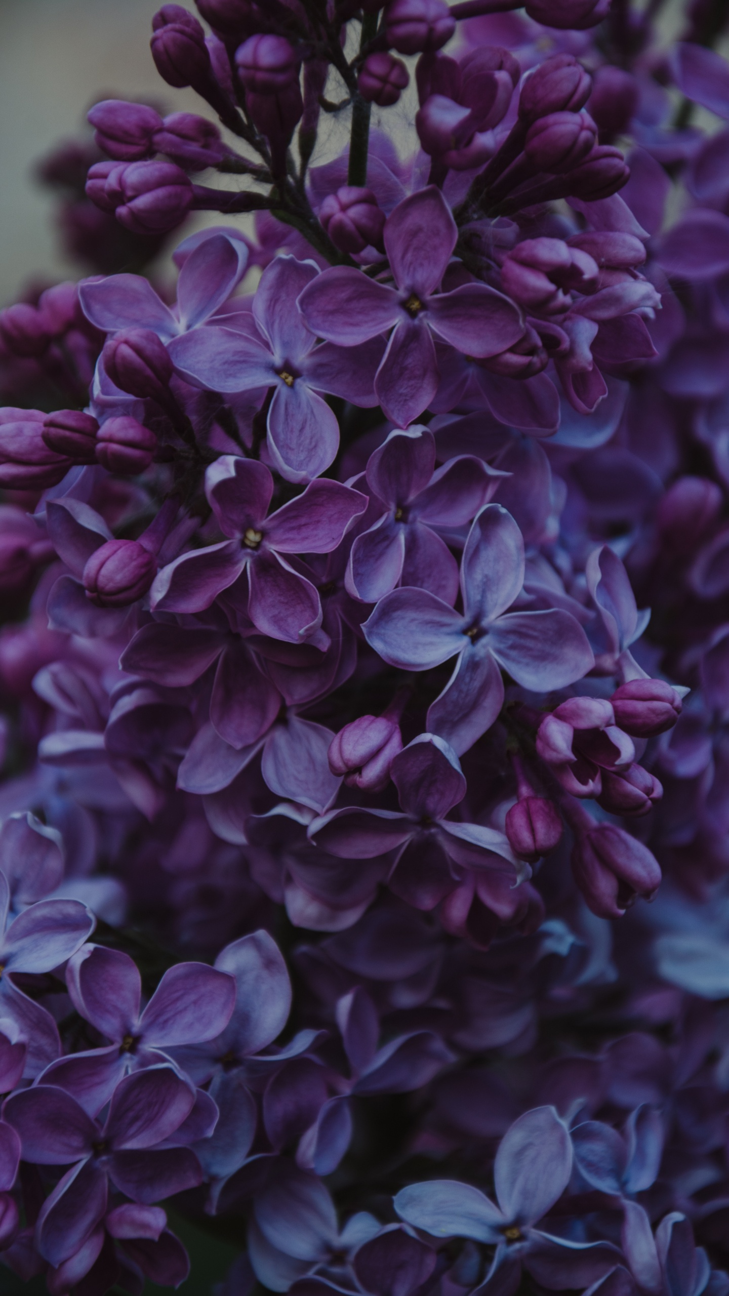 Обои цветок, пурпур, Фиолетовый, цветковое растение, сирень в разрешении 1440x2560