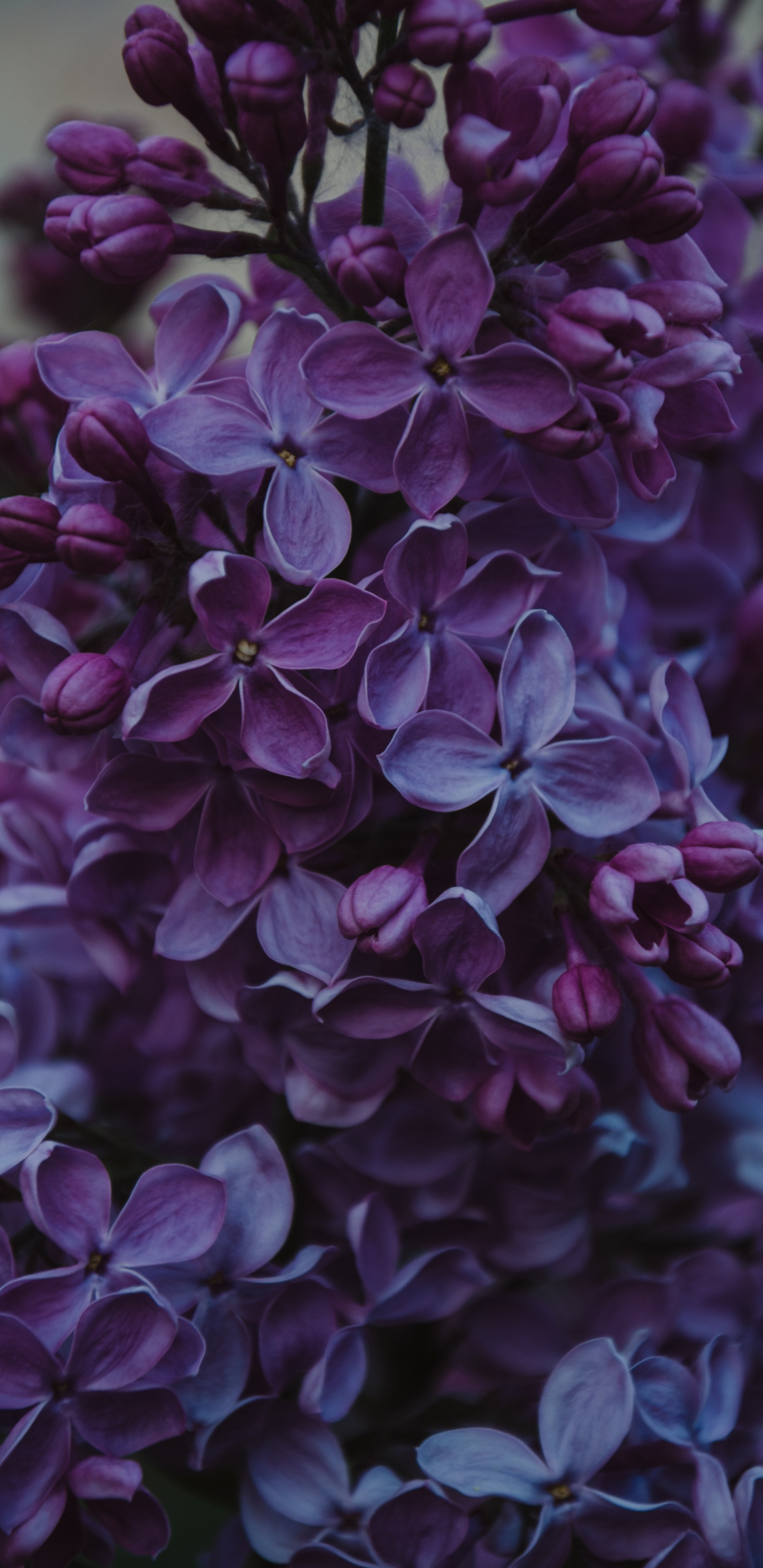 Обои цветок, пурпур, Фиолетовый, цветковое растение, сирень в разрешении 1440x2960