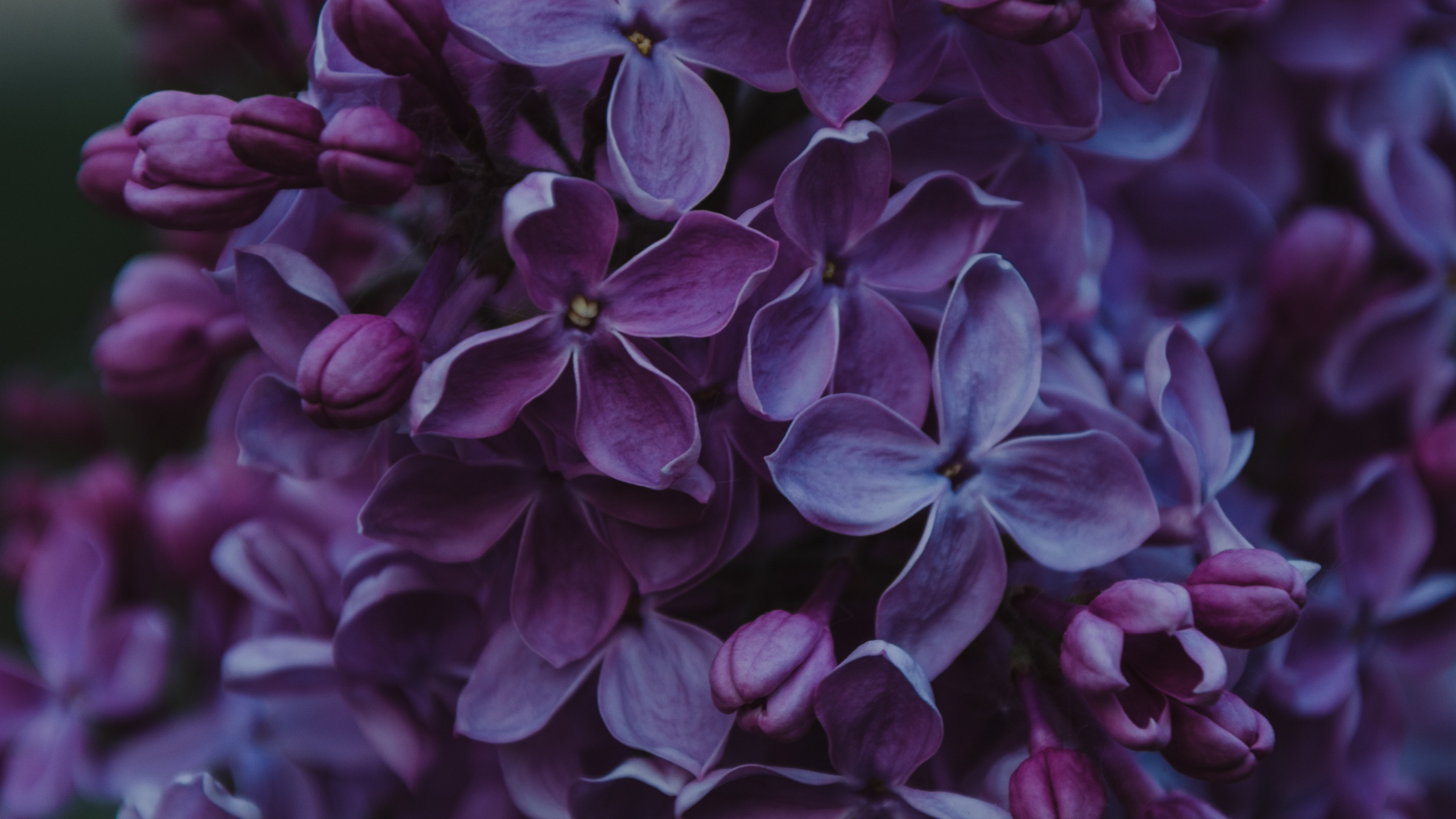 Обои цветок, пурпур, Фиолетовый, цветковое растение, сирень в разрешении 2560x1440