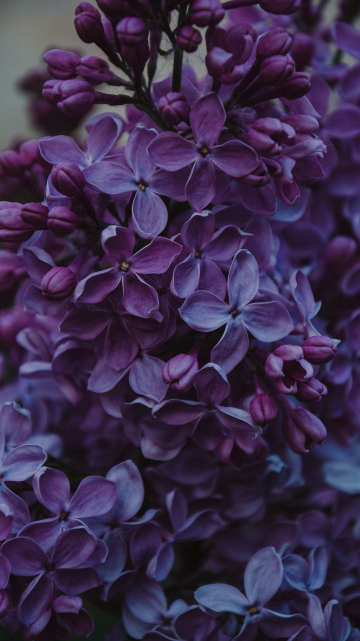 Обои цветок, пурпур, Фиолетовый, цветковое растение, сирень в разрешении 720x1280