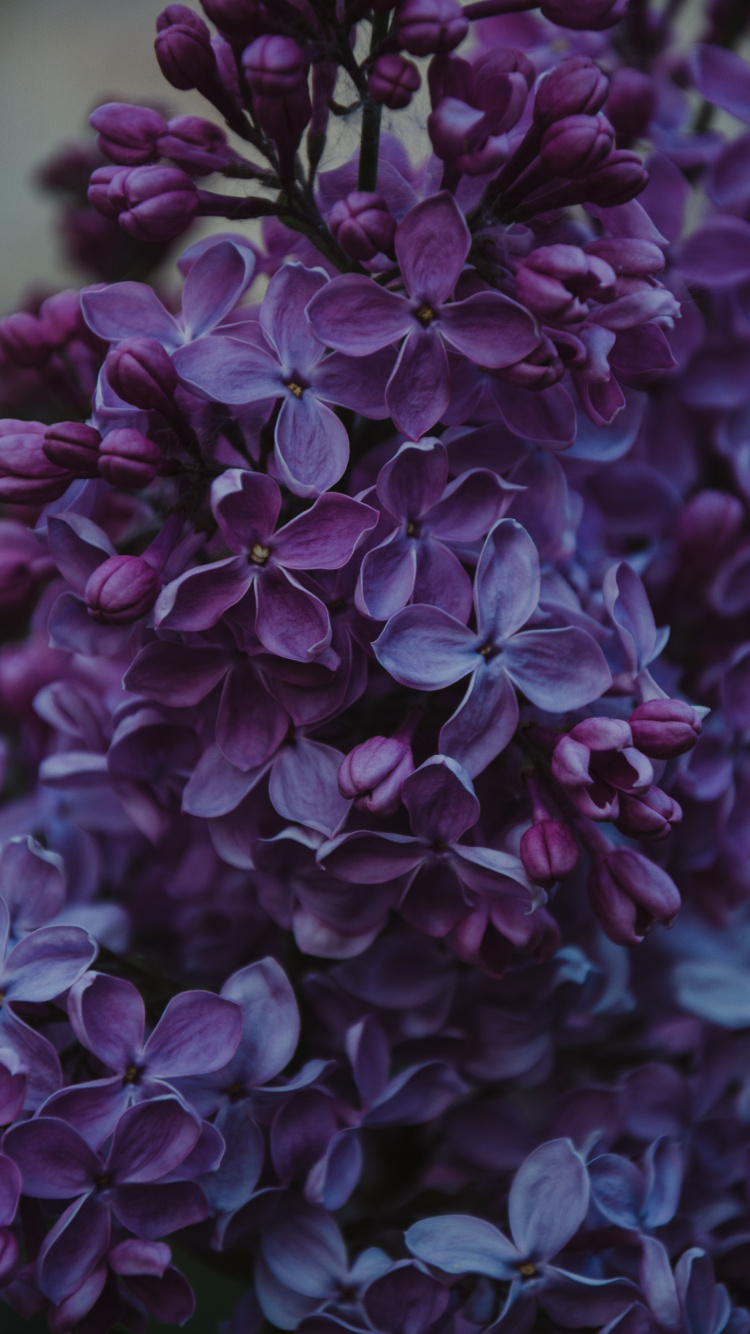 Обои цветок, пурпур, Фиолетовый, цветковое растение, сирень в разрешении 750x1334