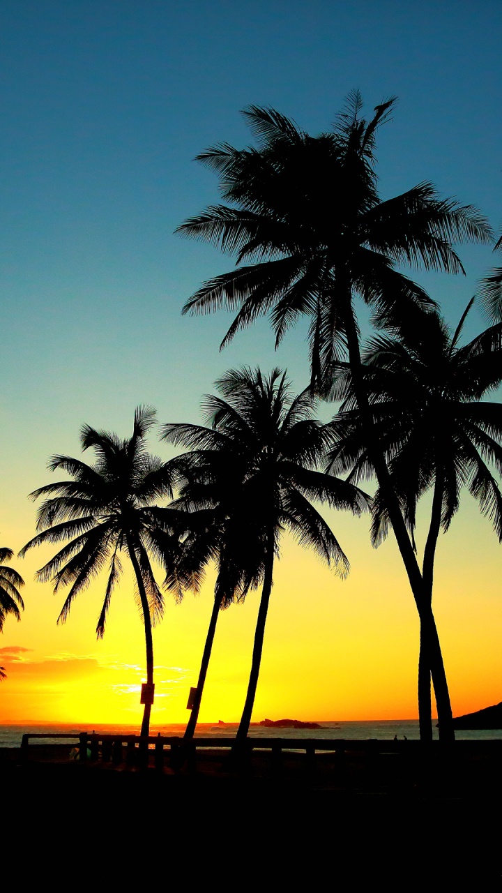 Обои пальмовые рощи, дерево, Пальма, закат, древесные растения в разрешении 720x1280