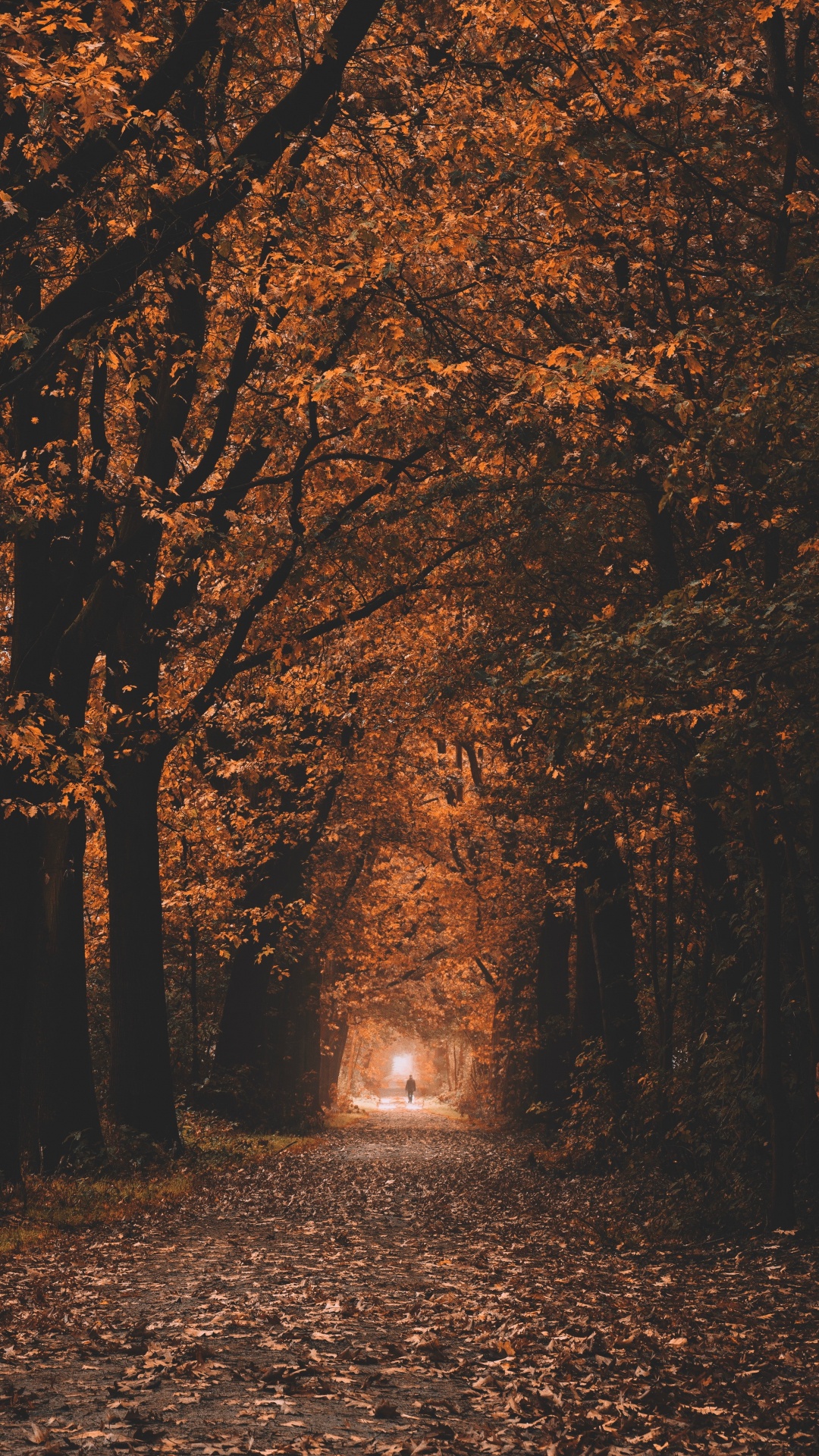 Обои окружающая среда, природный ландшафт, листопадные, хештег, лесистая местность в разрешении 1080x1920