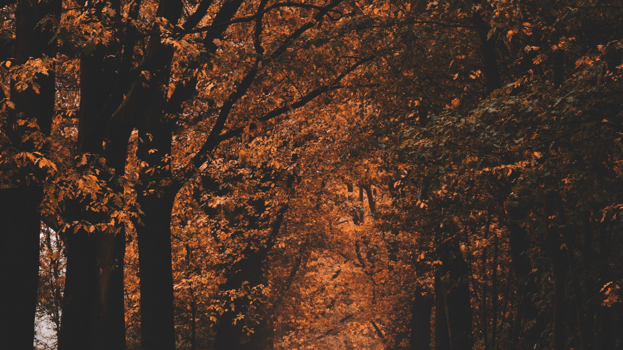 Обои окружающая среда, природный ландшафт, листопадные, хештег, лесистая местность в разрешении 1280x720