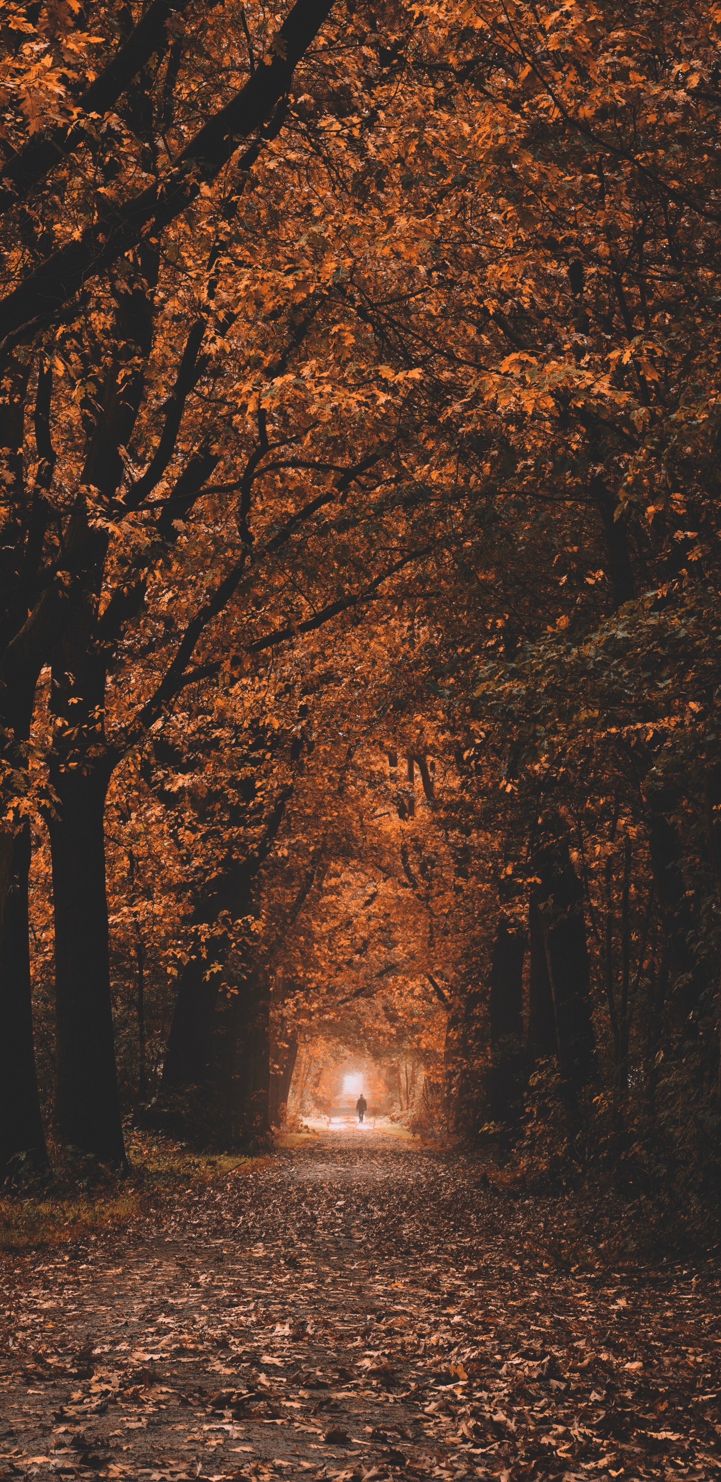 Обои окружающая среда, природный ландшафт, листопадные, хештег, лесистая местность в разрешении 1440x2960