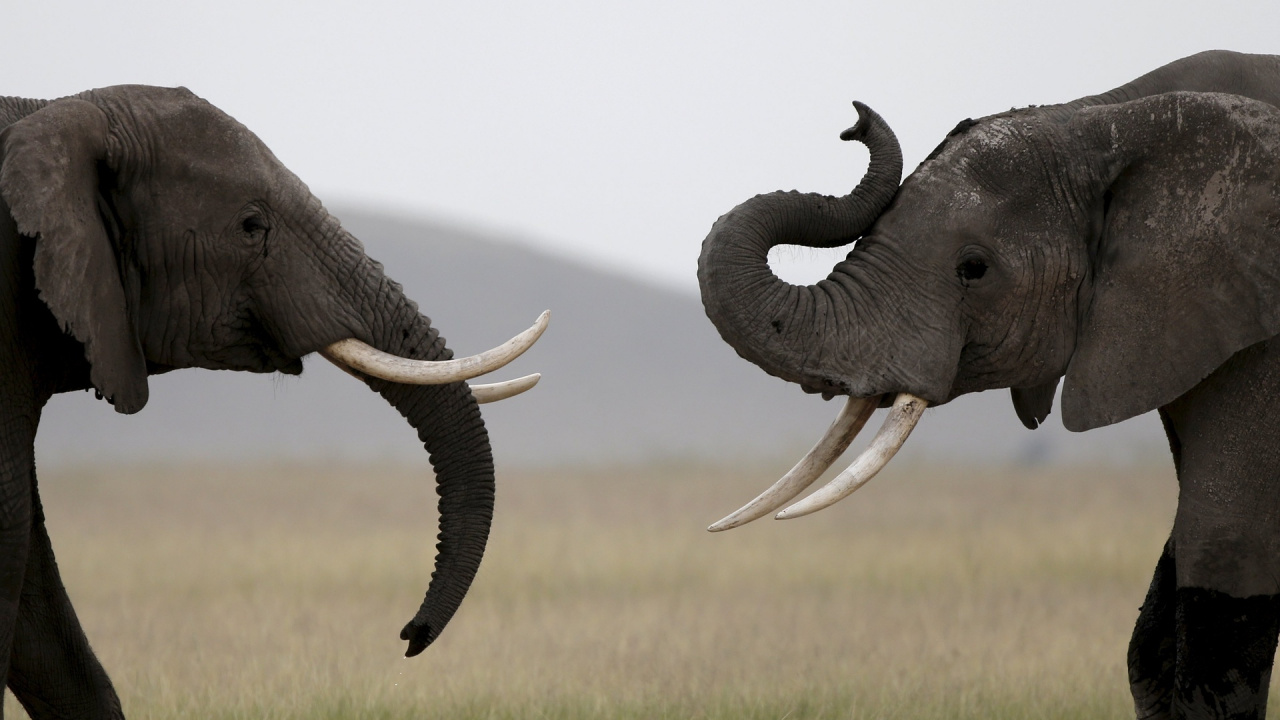 Обои индийский слон, бивень, Слон, слоны и мамонты, наземные животные в разрешении 1280x720