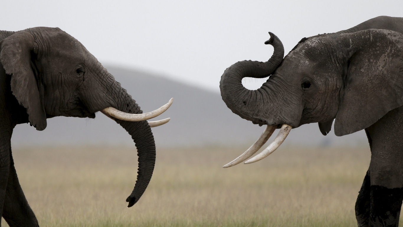 Обои индийский слон, бивень, Слон, слоны и мамонты, наземные животные в разрешении 1366x768
