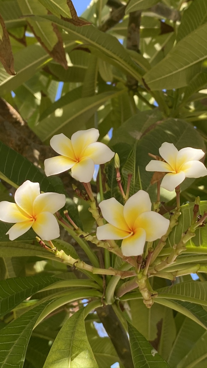 Обои Флора, лист, физика, наука, биология в разрешении 720x1280