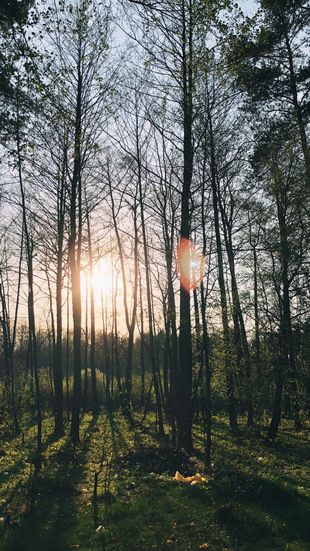 Обои природа, lindner congress hotel котбус, Хотел, водоем, листопадные в разрешении 1080x1920