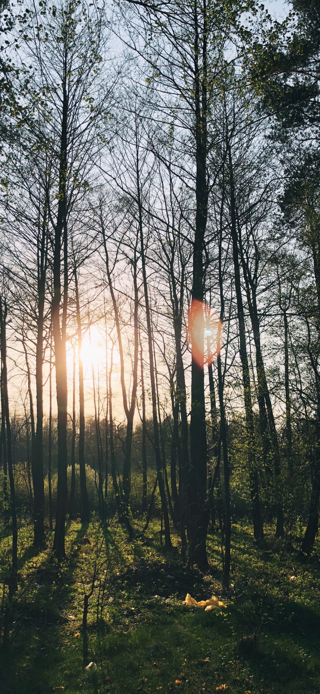 Обои природа, lindner congress hotel котбус, Хотел, водоем, листопадные в разрешении 1125x2436