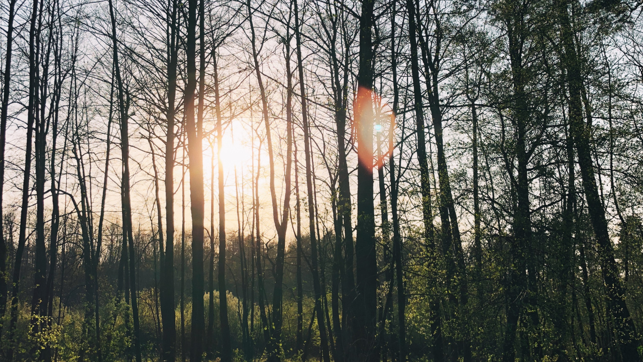 Обои природа, lindner congress hotel котбус, Хотел, водоем, листопадные в разрешении 1280x720