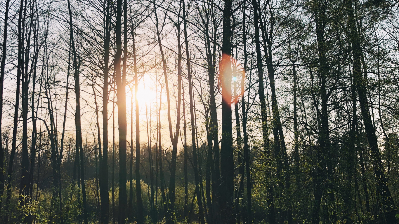 Обои природа, lindner congress hotel котбус, Хотел, водоем, листопадные в разрешении 1366x768