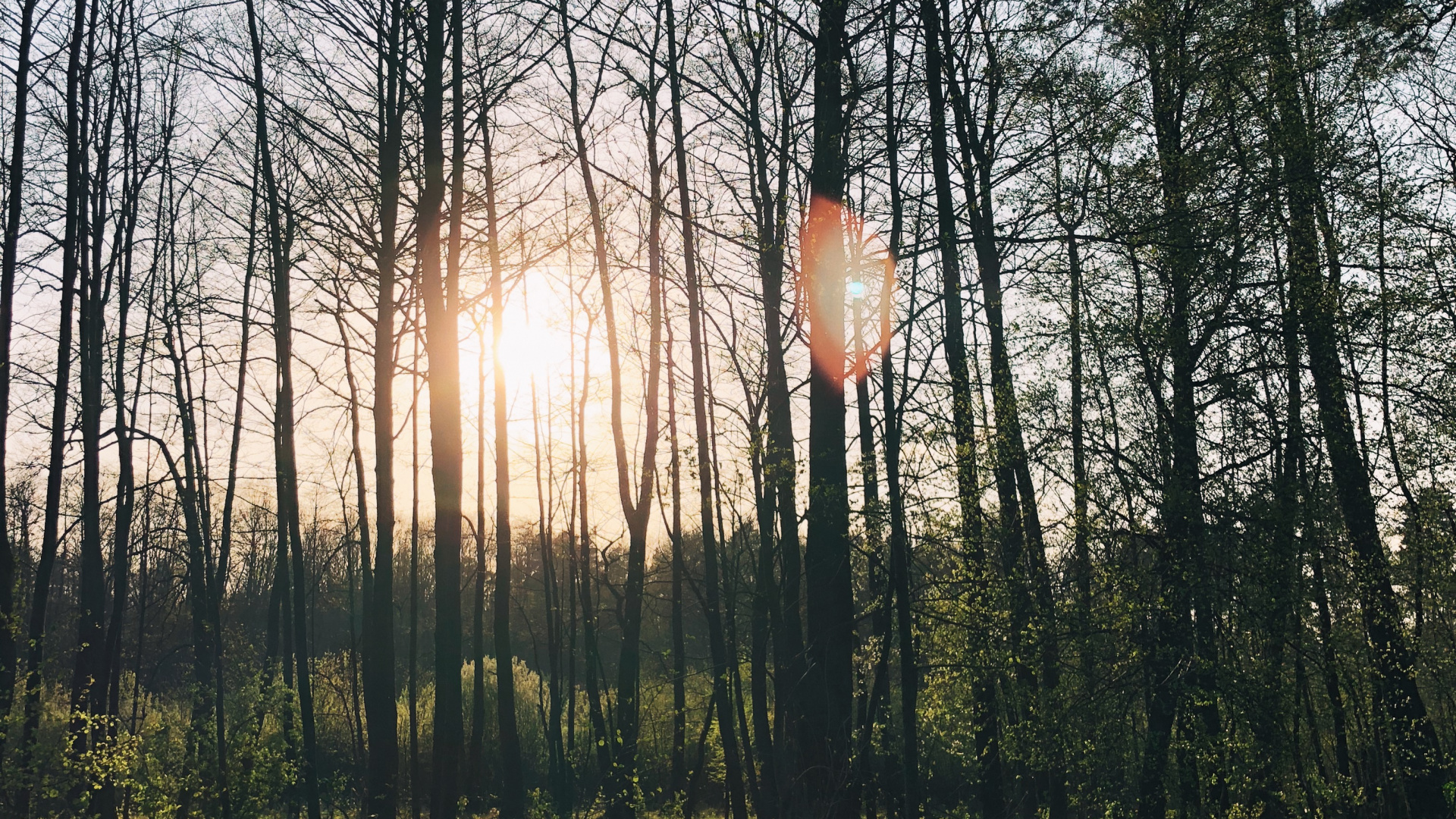 Обои природа, lindner congress hotel котбус, Хотел, водоем, листопадные в разрешении 1920x1080