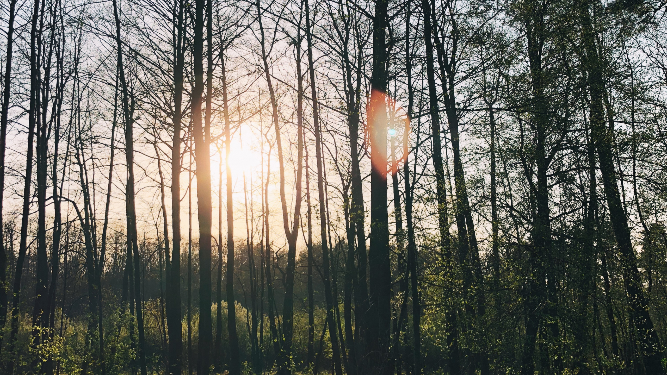 Обои природа, lindner congress hotel котбус, Хотел, водоем, листопадные в разрешении 2560x1440