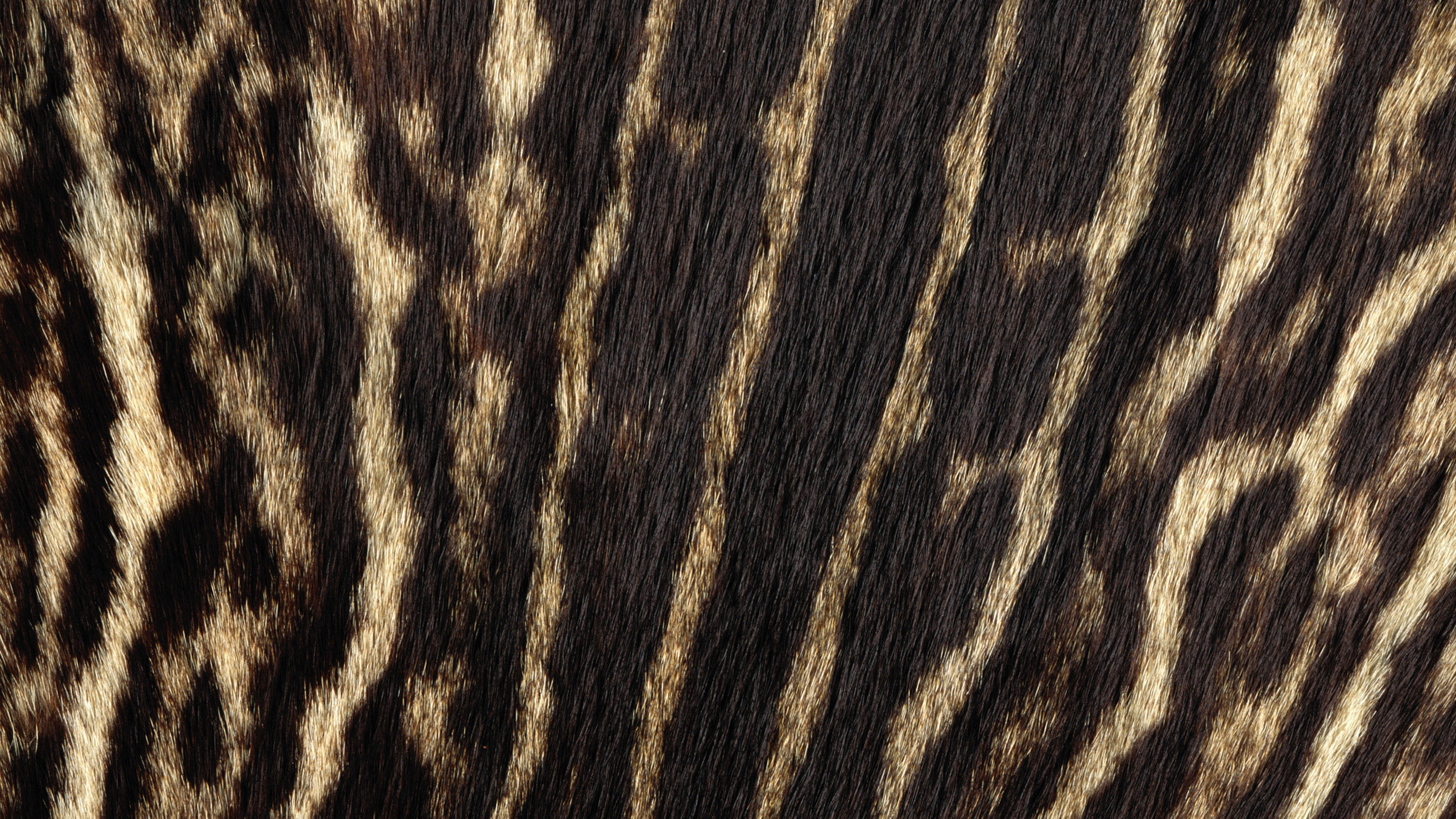 Обои живая природа, тигр, кот, большая кошка, мех в разрешении 2560x1440