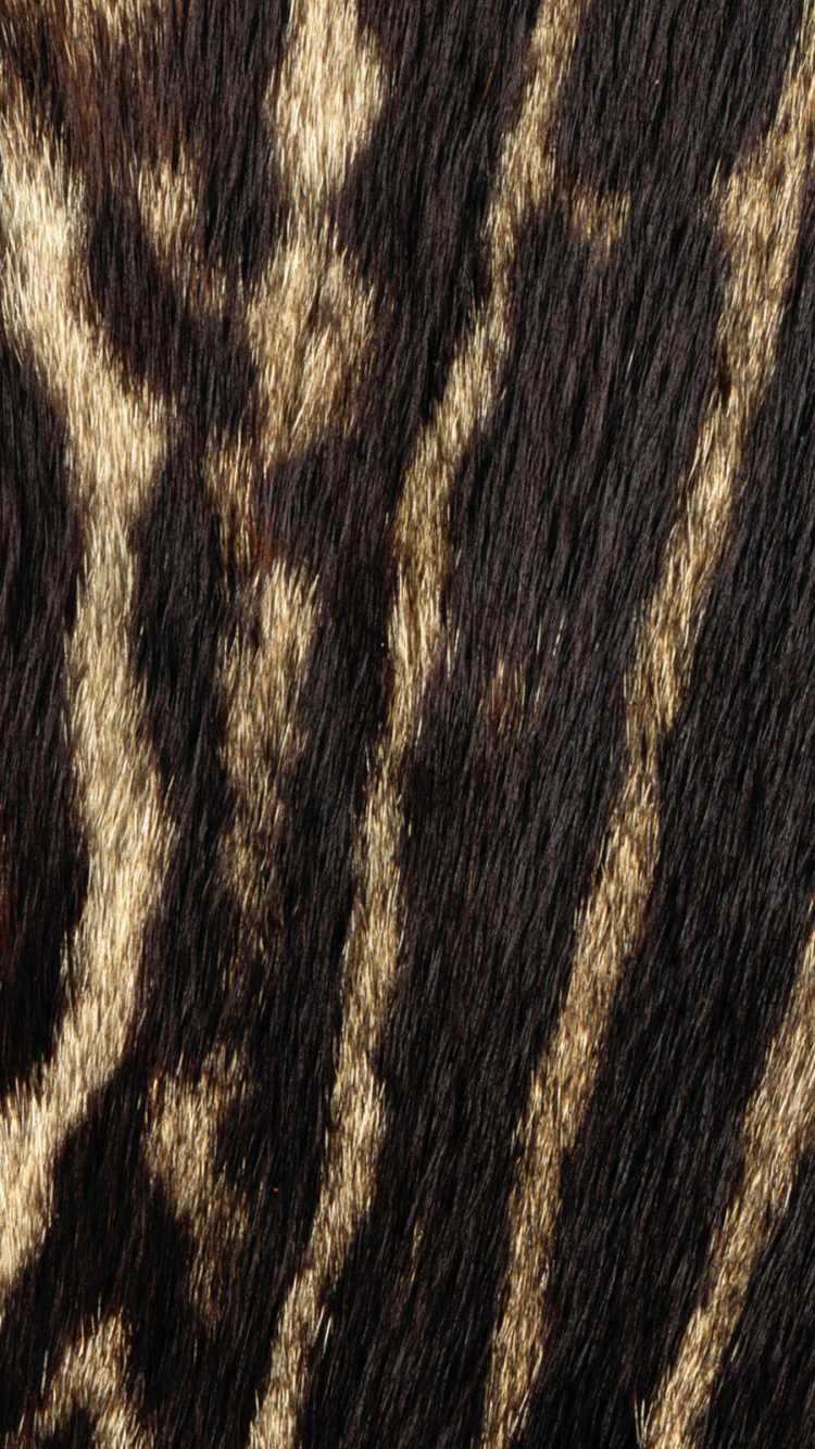 Обои живая природа, тигр, кот, большая кошка, мех в разрешении 750x1334