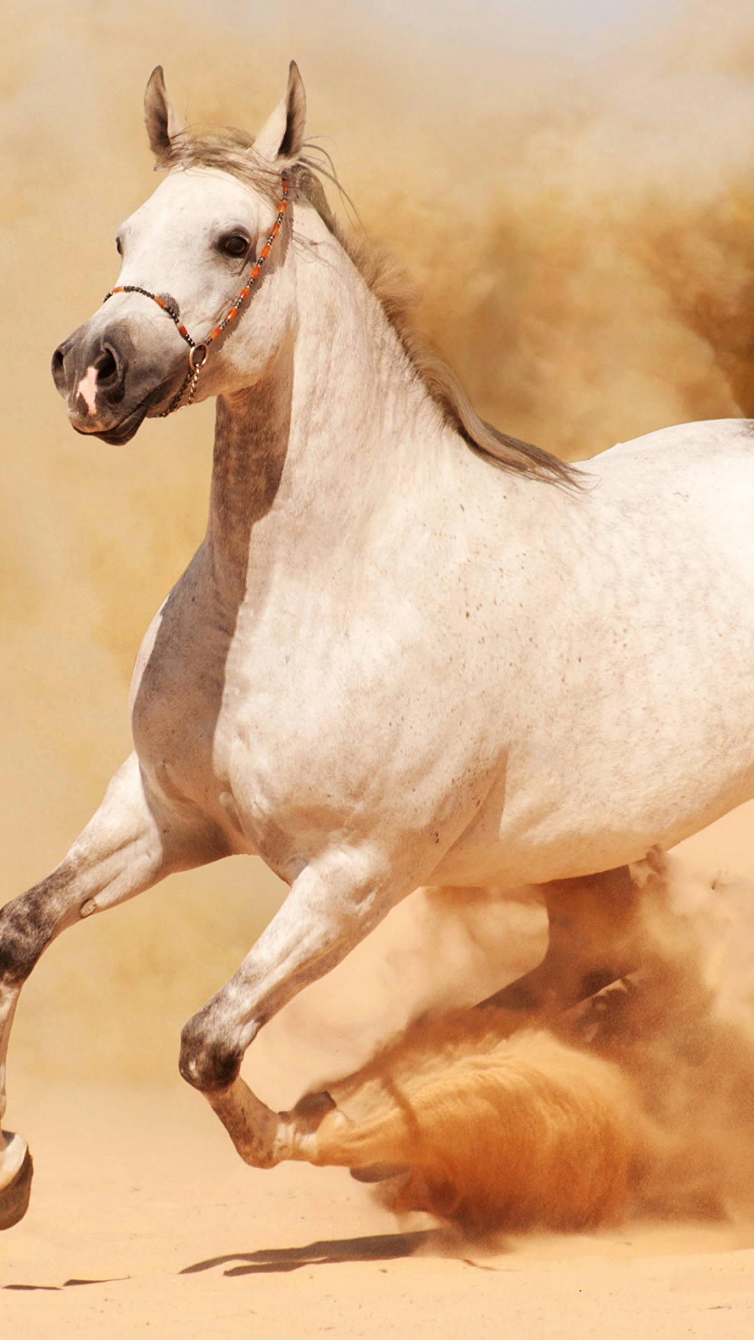 Обои Лошади Пустыни Намиб, дикая лошадь, конь, жеребец, грива в разрешении 1080x1920