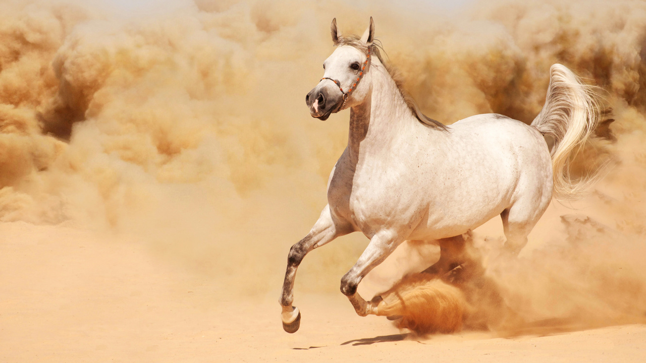 Обои Лошади Пустыни Намиб, дикая лошадь, конь, жеребец, грива в разрешении 1280x720