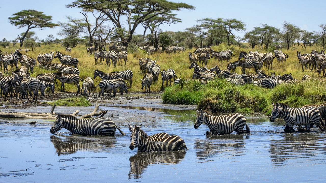 Обои зебра, миграция животных, живая природа, стадо, природный заповедник в разрешении 1280x720