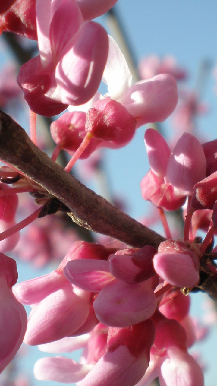 Обои цветок, тюльпаны, растение, лепесток, ветвь в разрешении 720x1280