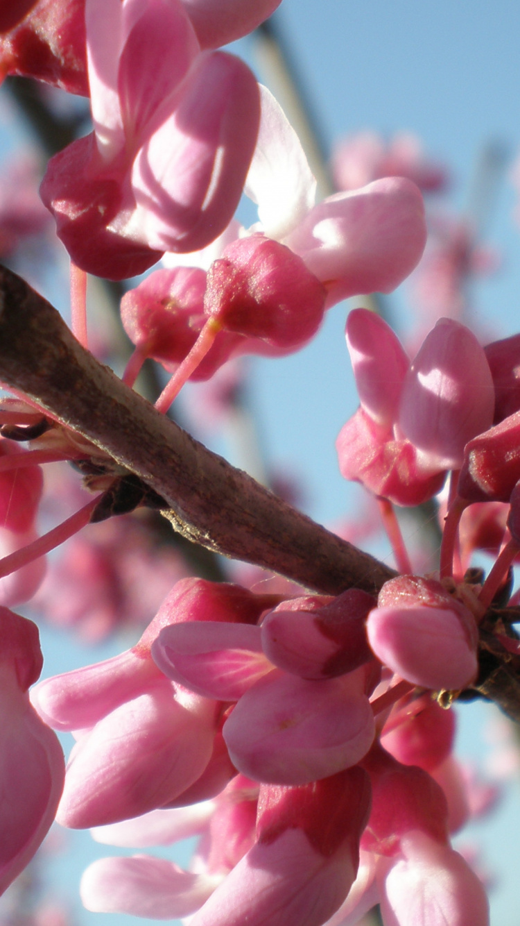 Обои цветок, тюльпаны, растение, лепесток, ветвь в разрешении 750x1334