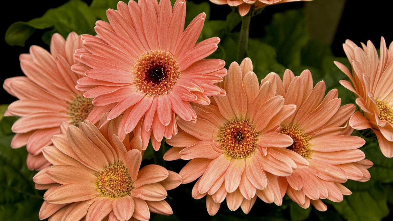 Обои цветковое растение, лепесток, срезанные цветы, цветение, цветочный букет в разрешении 1366x768