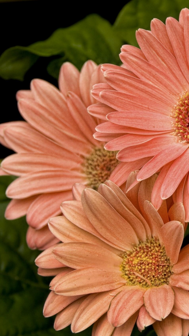 Обои цветковое растение, лепесток, срезанные цветы, цветение, цветочный букет в разрешении 750x1334