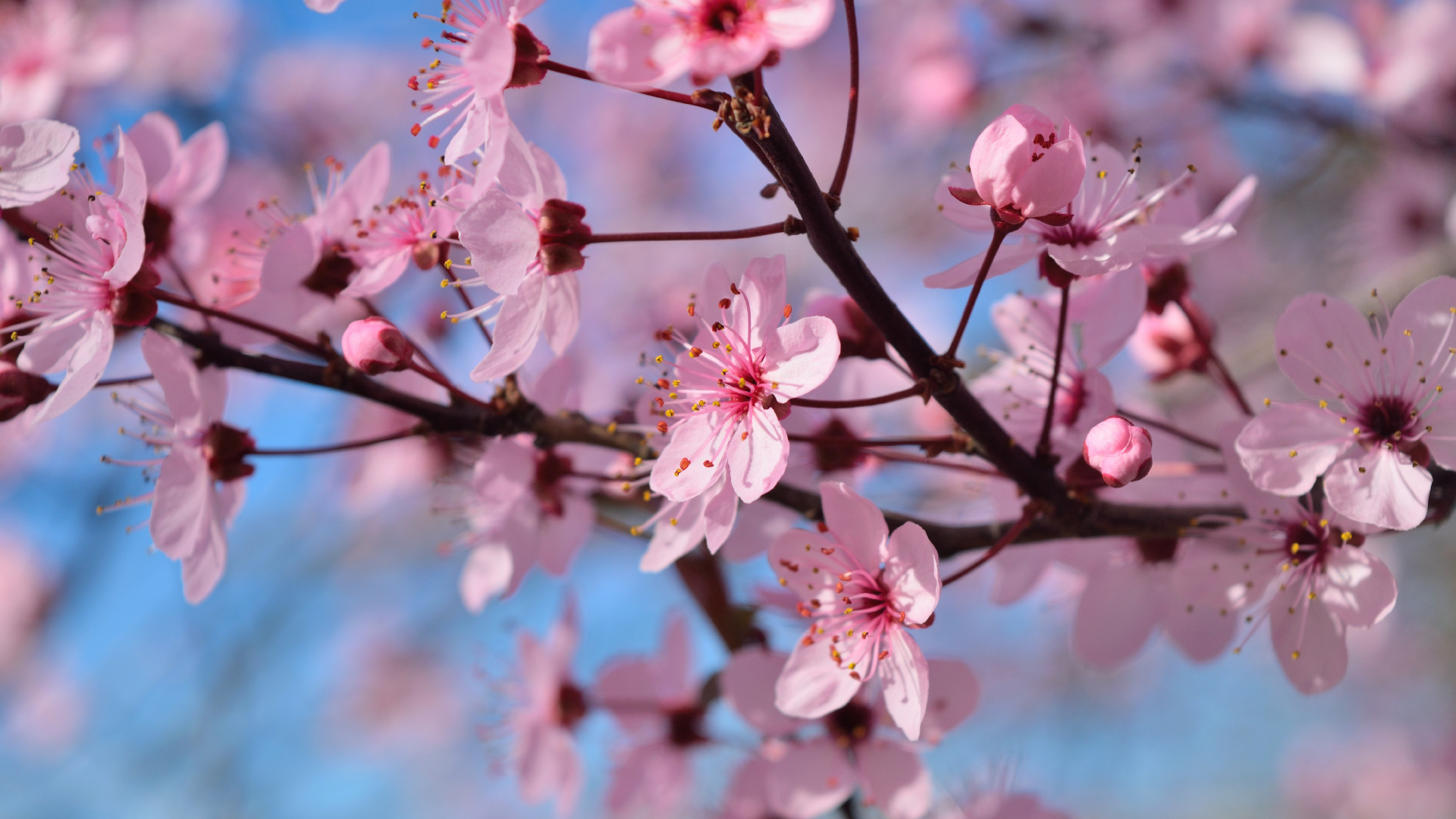 Обои цветок, расцвет, весна, ветвь, растение в разрешении 1920x1080