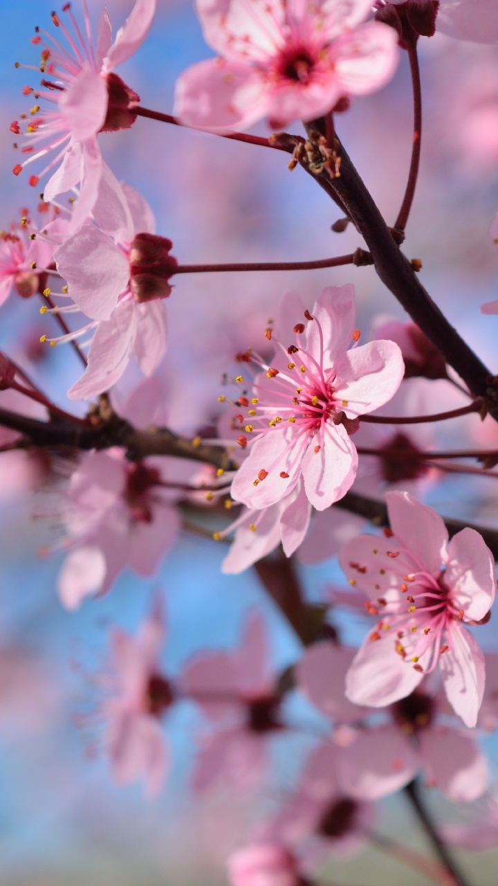 Обои цветок, расцвет, весна, ветвь, растение в разрешении 720x1280