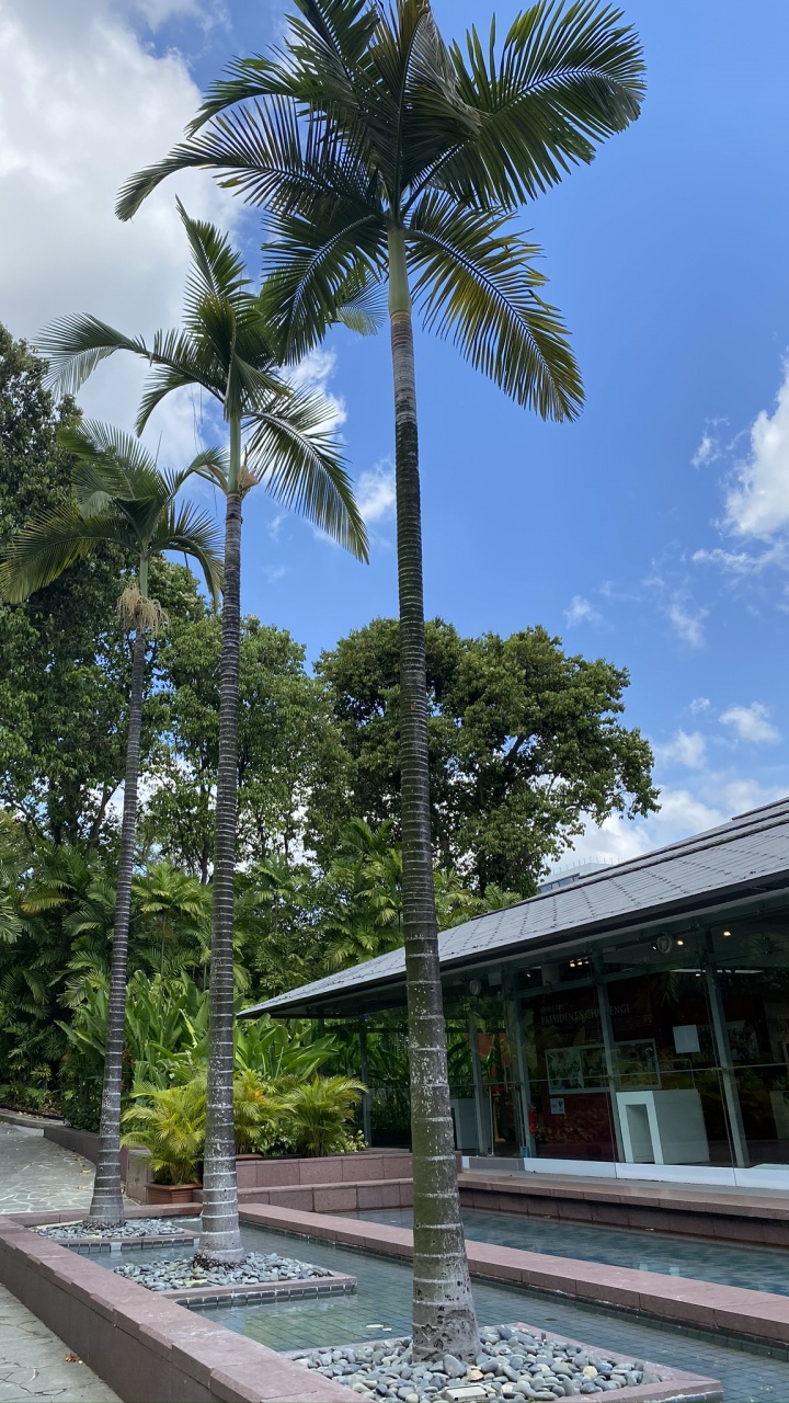 Обои пальмовые рощи, наука, дерево, древесные растения, сад в разрешении 720x1280