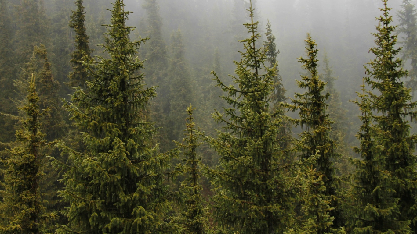 Обои дерево, ель, растительность, пихта, лес в разрешении 1366x768