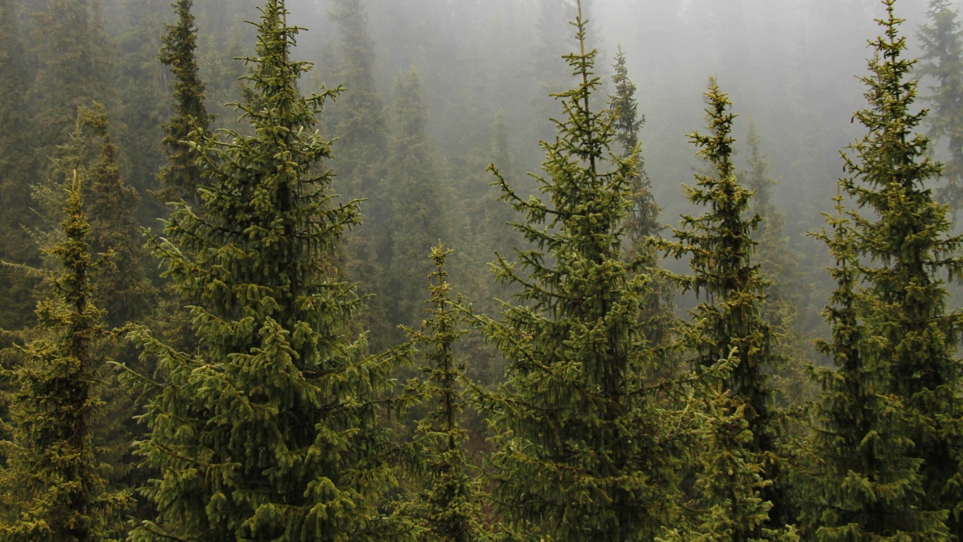 Обои дерево, ель, растительность, пихта, лес в разрешении 1920x1080