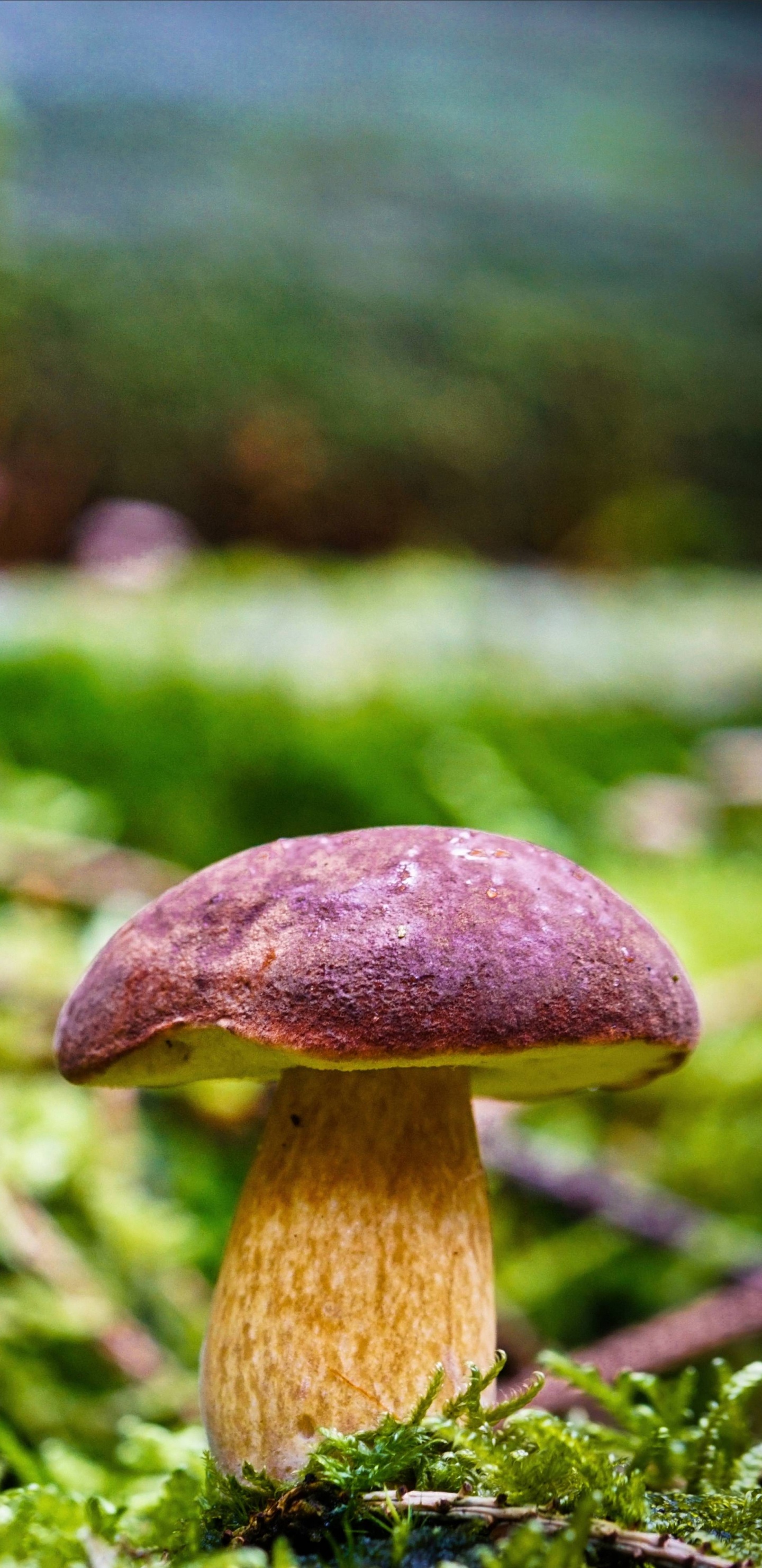 Обои трава, стебель растения, растение, сосудистые растения, растительность в разрешении 1440x2960