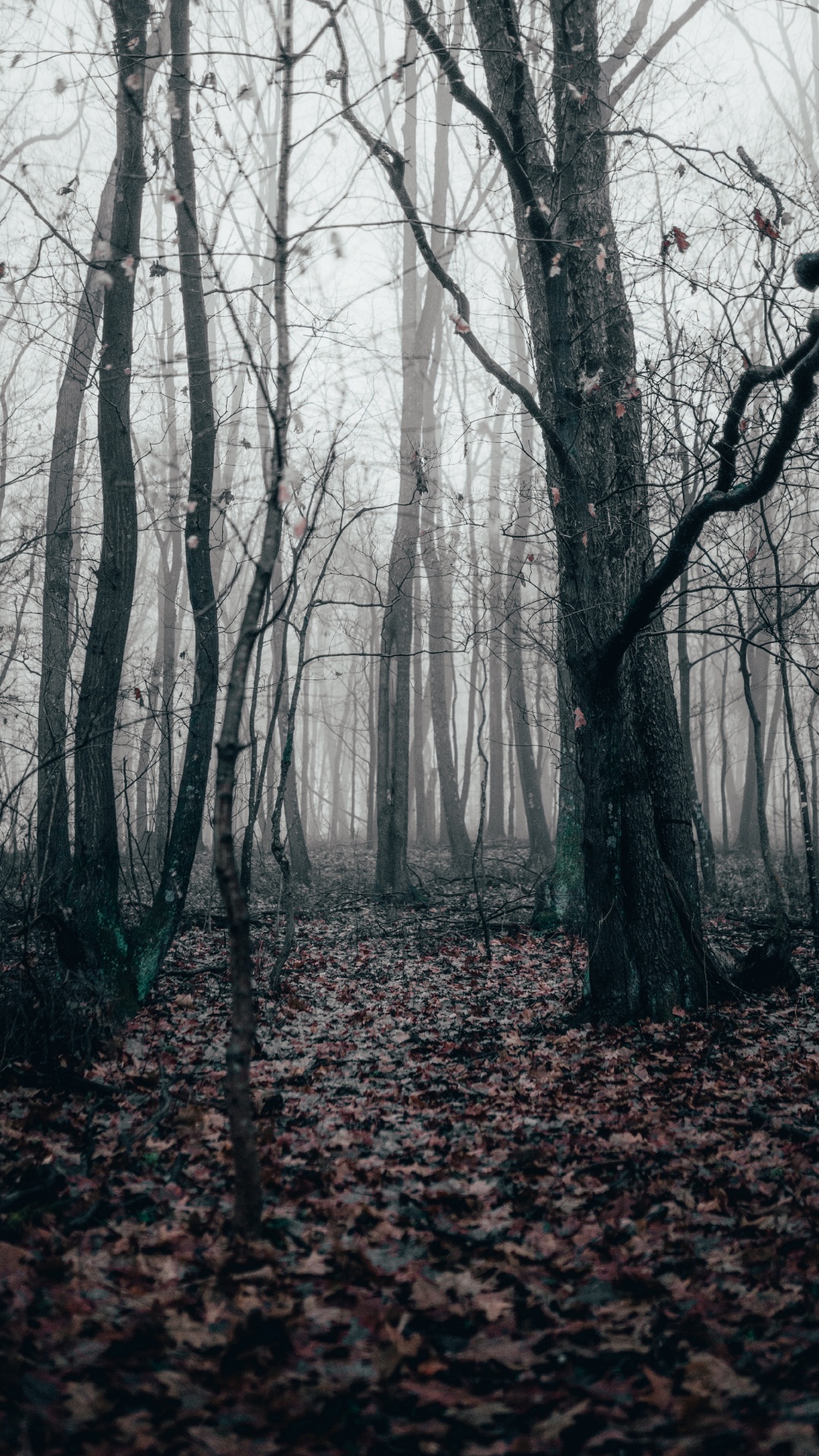 Обои Черный Белый - М, хвойными лесами, ель, северный лиственный лес, осень в разрешении 1080x1920