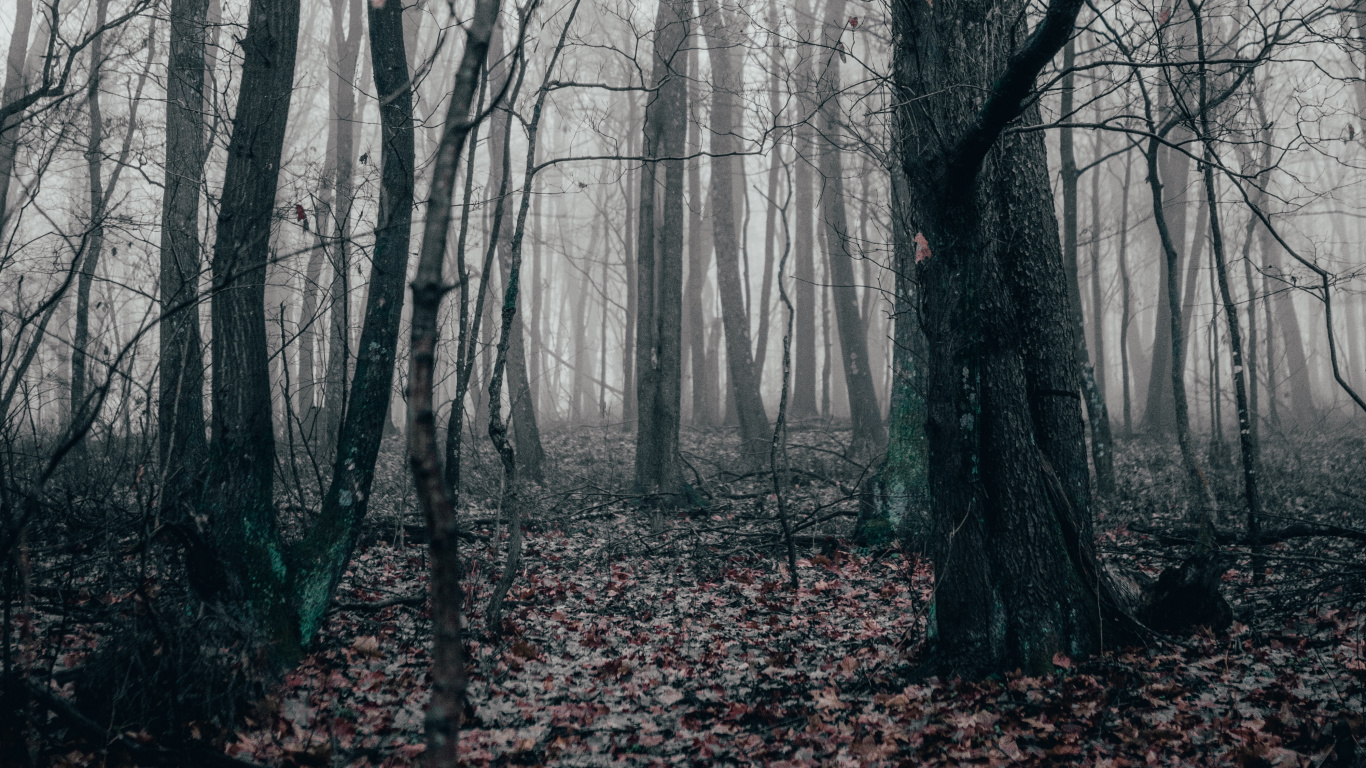 Обои Черный Белый - М, хвойными лесами, ель, северный лиственный лес, осень в разрешении 1366x768