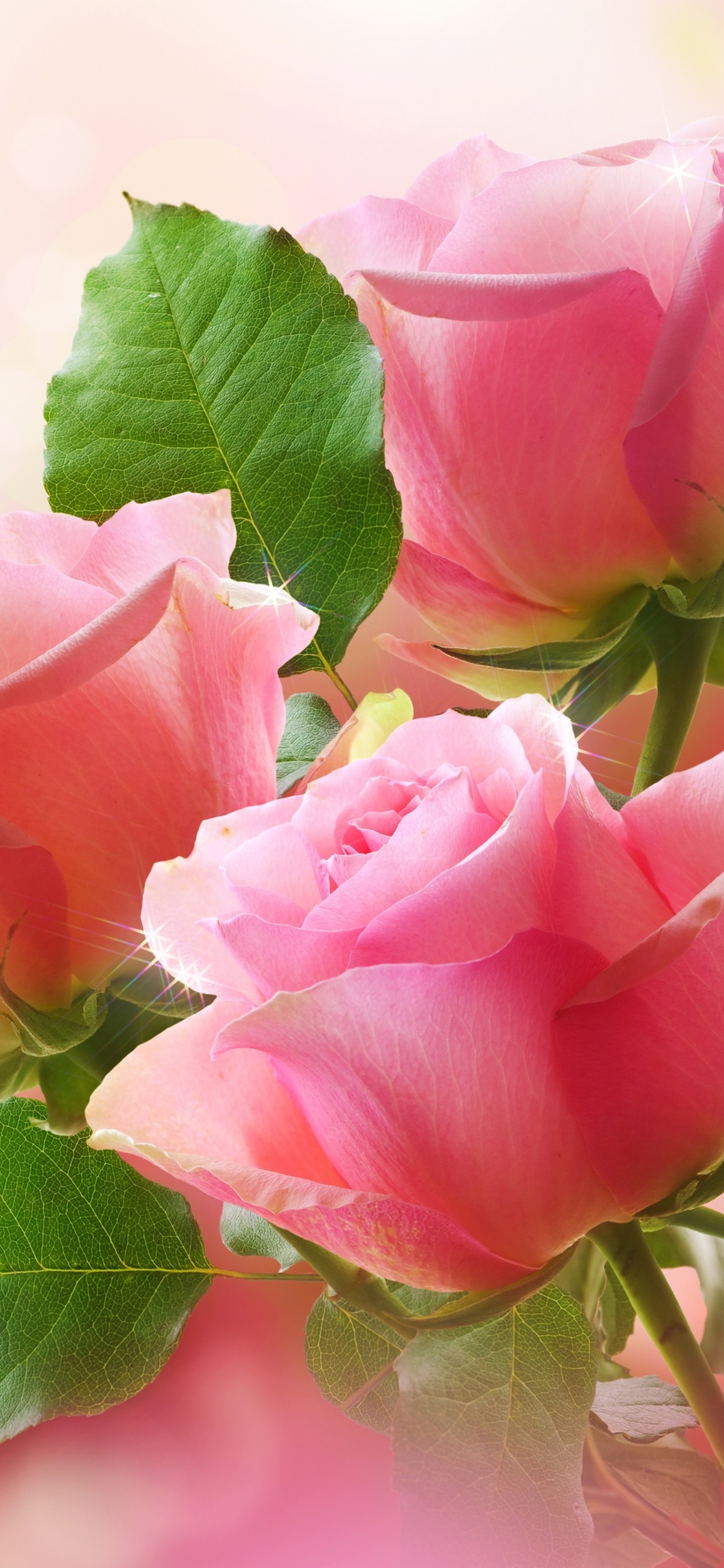Обои Роза, цветочный букет, цветочный дизайн, розовый, цветковое растение в разрешении 1125x2436