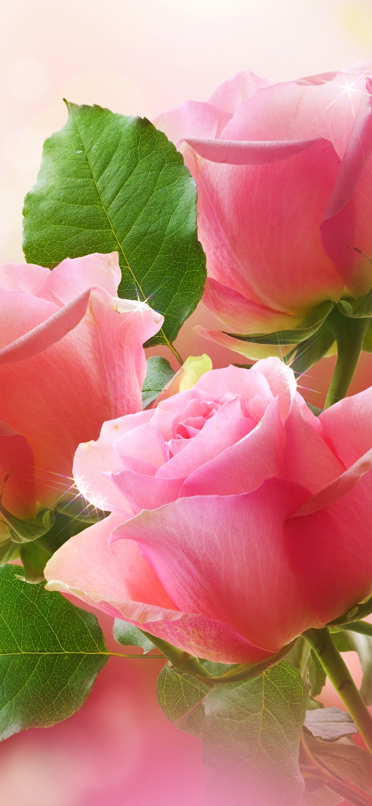 Обои Роза, цветочный букет, цветочный дизайн, розовый, цветковое растение в разрешении 1242x2688